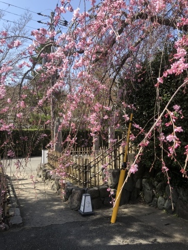 桜が咲き始めました〜🌸_a0197730_13211464.jpeg