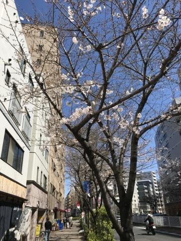 3月20日 サクラ_a0317236_07535566.jpeg