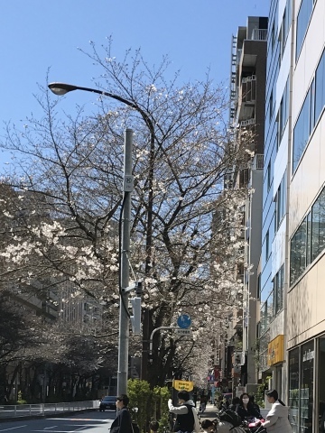 3月20日 サクラ_a0317236_07545466.jpeg