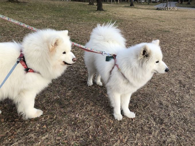 2020年2月前半 インスタ写真集_f0128542_00004035.jpg