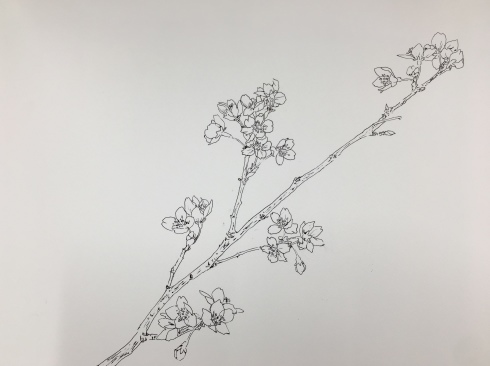 桜 日本画教室 一日一畫 日本画家池上紘子 桜 日本画教室 一日一畫 日本画家池上紘子