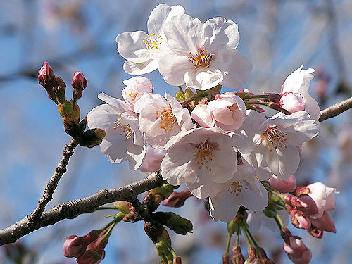 桜咲きぬ_e0413146_19401596.jpg