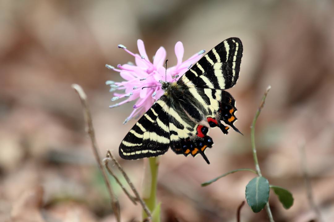 カタクリとギフチョウ_e0403850_21591190.jpg