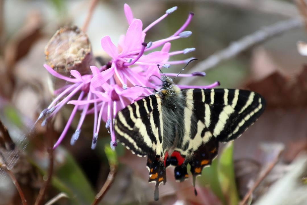 ショウジョウバカマにギフチョウ_e0403850_21591771.jpg