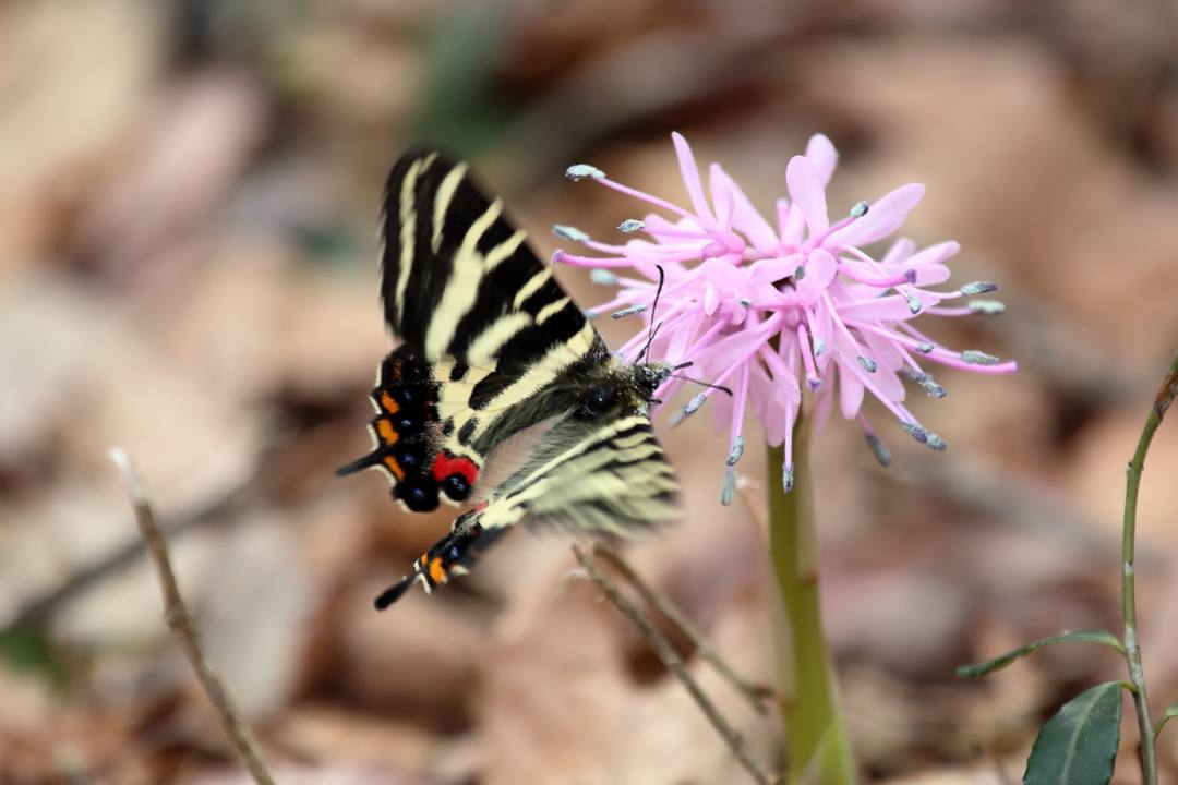 ショウジョウバカマにギフチョウ_e0403850_21592273.jpg