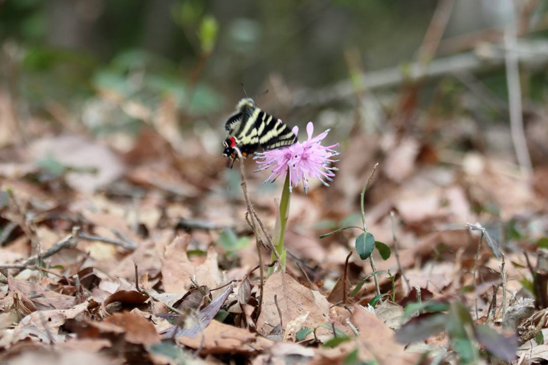 ショウジョウバカマにギフチョウ_e0403850_22012454.jpg