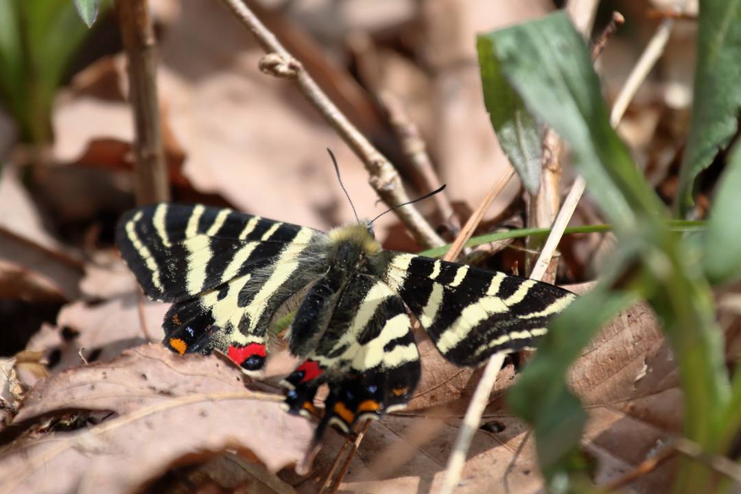 ショウジョウバカマにギフチョウ_e0403850_22030116.jpg