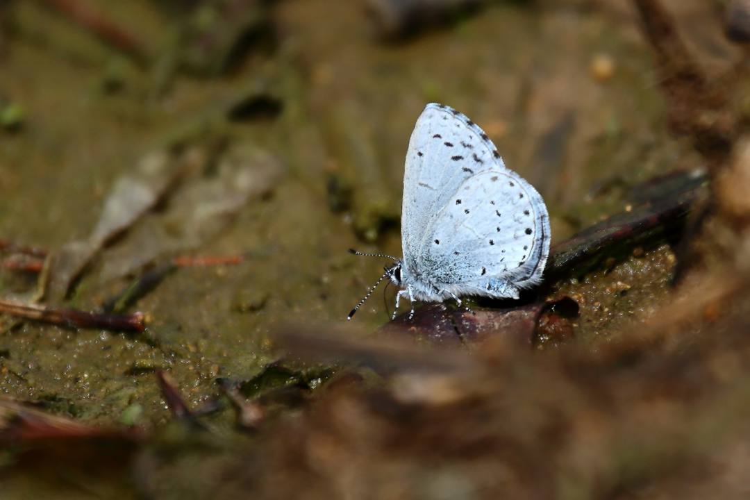 ショウジョウバカマにギフチョウ_e0403850_22031591.jpg