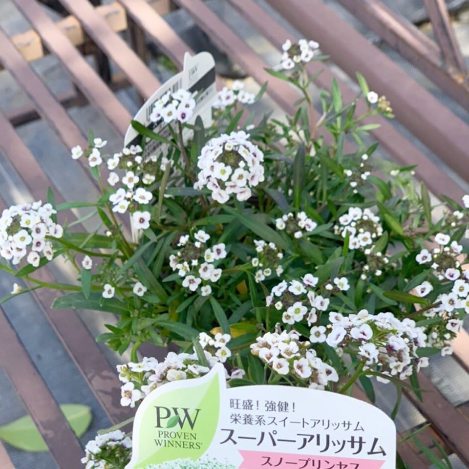 グランドカバーになるオススメプランツ さにべるスタッフblog Sunny Day S Garden グランドカバーになるオススメプランツ さにべるスタッフblog Sunny Day S Garden