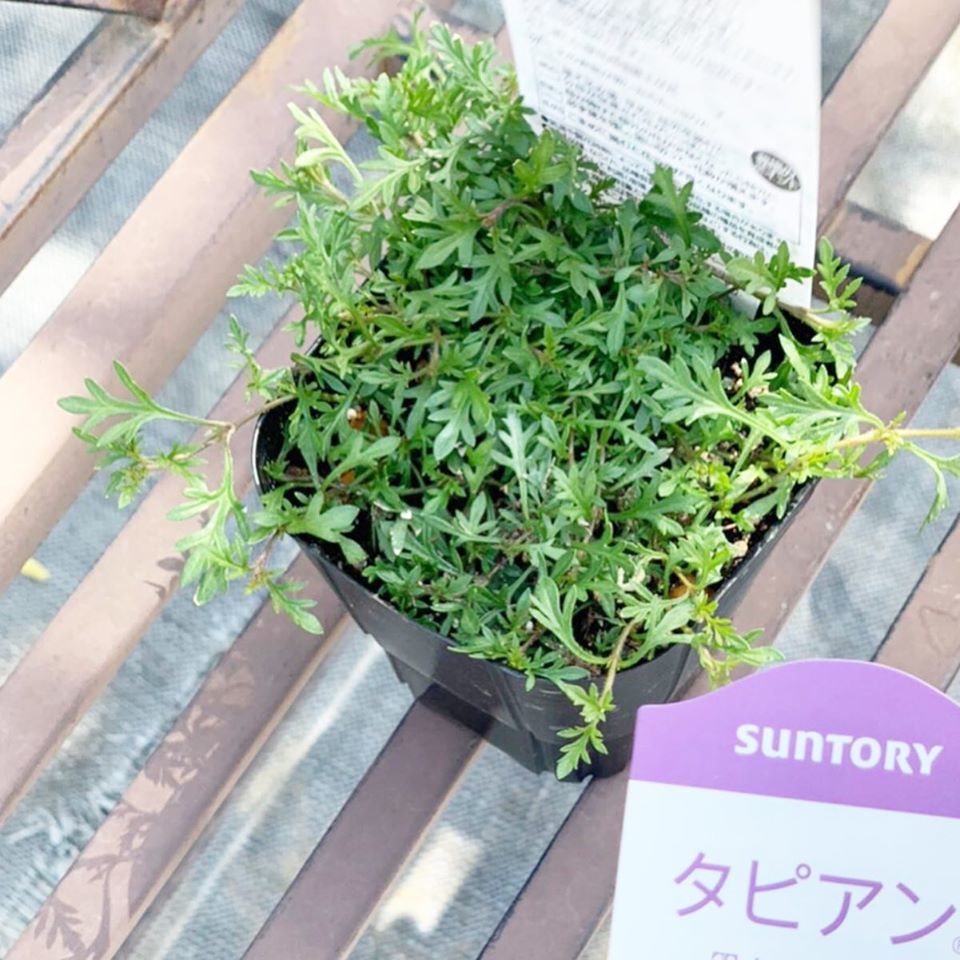 グランドカバーになるオススメプランツ さにべるスタッフblog Sunny Day S Garden グランドカバーになるオススメプランツ さにべるスタッフblog Sunny Day S Garden