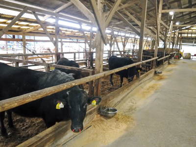 熊本県産黒毛和牛の精肉販売に向けて 「中野畜産」の牧場を現地取材!こだわりのエサについて!_a0254656_17312042.jpg