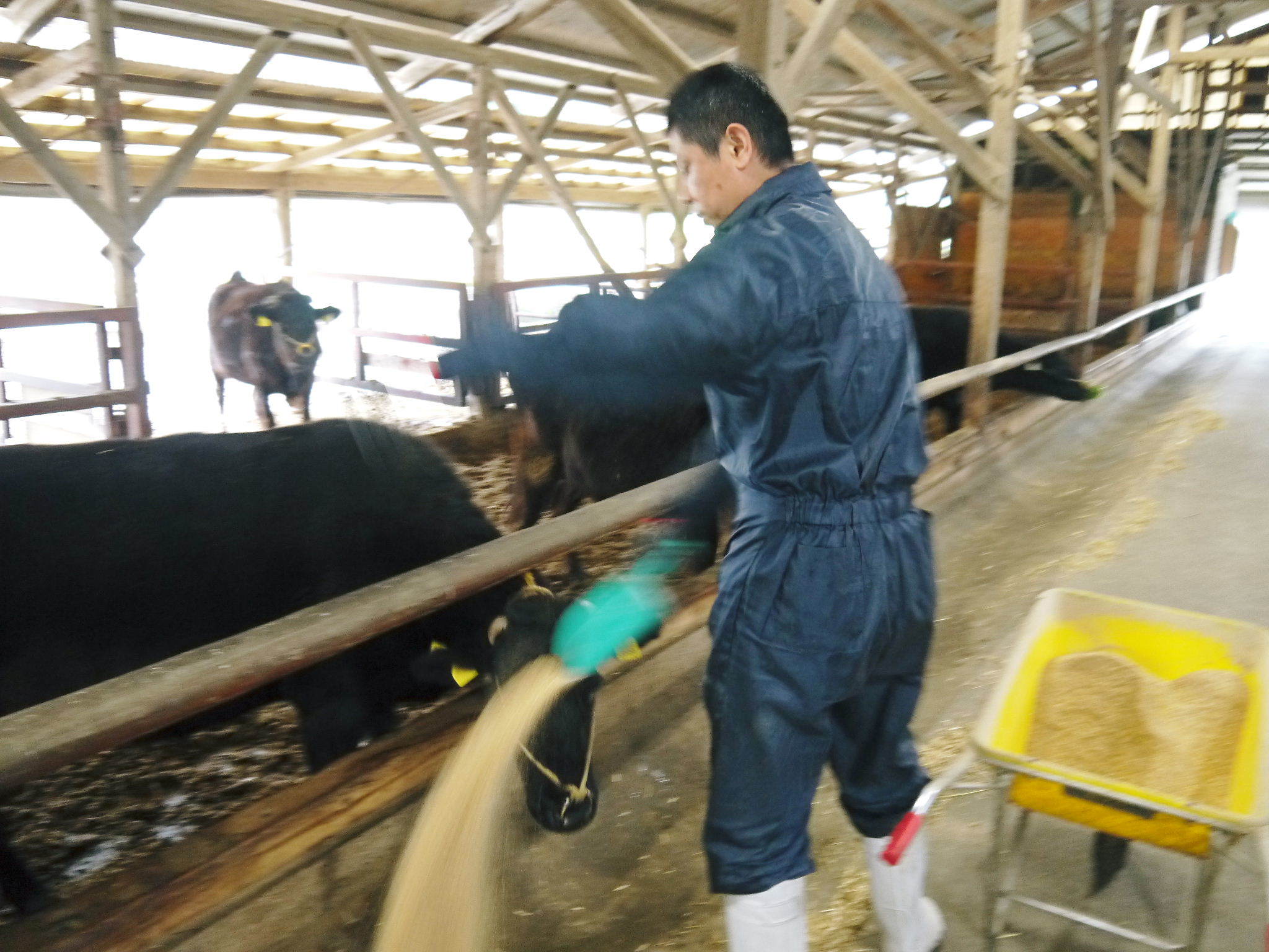 熊本県産黒毛和牛の精肉販売に向けて　「中野畜産」の牧場を現地取材！こだわりのエサについて！_a0254656_17431234.jpg