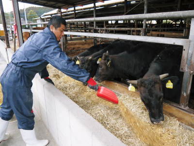 熊本県産黒毛和牛の精肉販売に向けて　「中野畜産」の牧場を現地取材！こだわりのエサについて！_a0254656_17471566.jpg