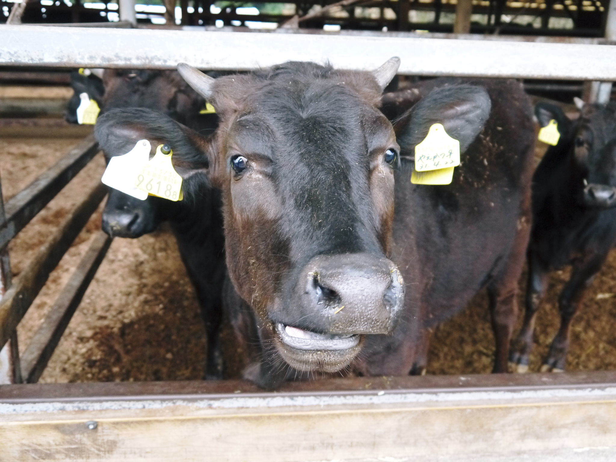 熊本県産黒毛和牛の精肉販売に向けて　「中野畜産」の牧場を現地取材！こだわりのエサについて！_a0254656_17532333.jpg