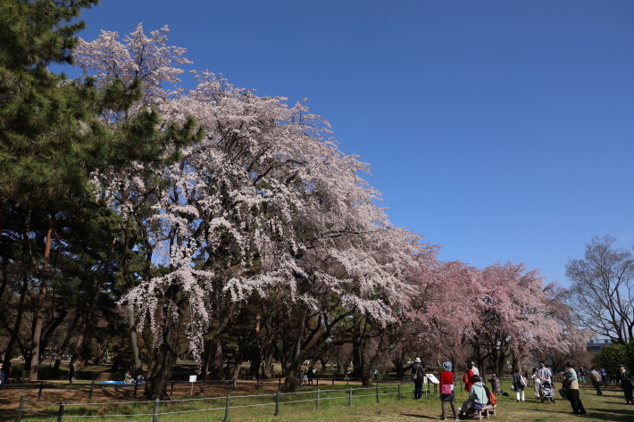 桜だより(1) 敷島公園のしだれ桜 (2020/3/21撮影)_b0369971_15574360.jpg