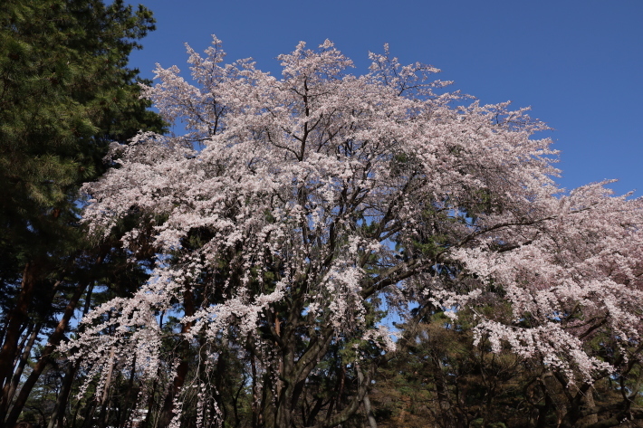 桜だより(1) 敷島公園のしだれ桜 (2020/3/21撮影)_b0369971_15575633.jpg