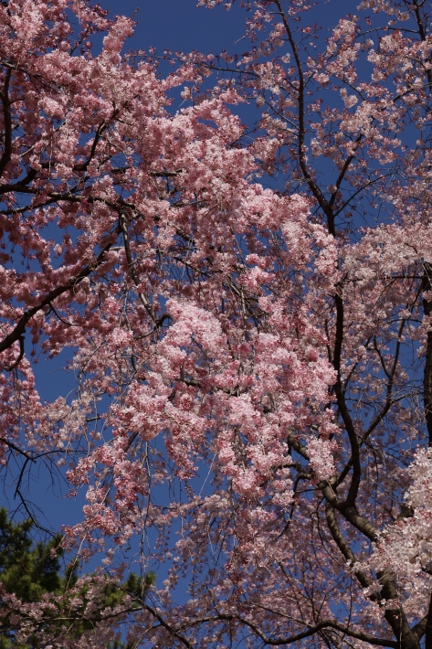 桜だより(1) 敷島公園のしだれ桜 (2020/3/21撮影)_b0369971_15594195.jpg