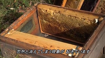 衝撃!人類が引き返せなくポイントと蜂群崩壊症候群とは! #110_b0225081_169473.jpg