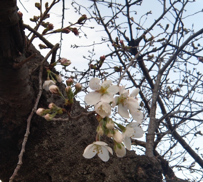 「近くの公園」の桜が開花しました_d0006690_17372262.jpeg