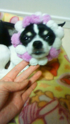 ももちゃん、被り物フォルダ解放。_c0109891_20220627.jpg