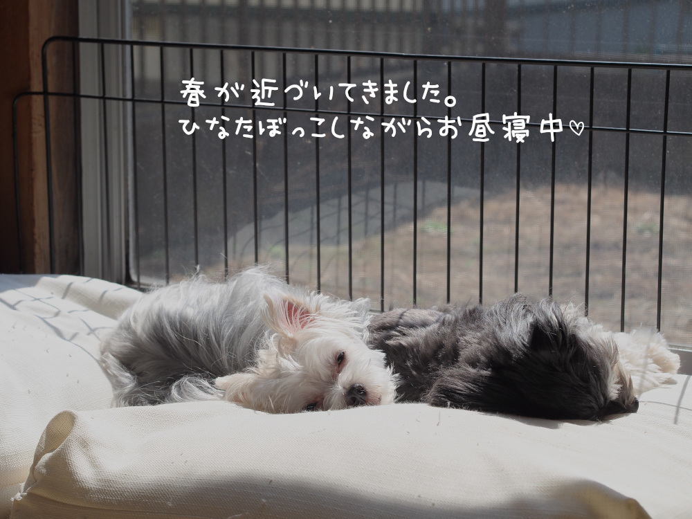 爪が伸びるのは速い 遅い 犬のまいにち