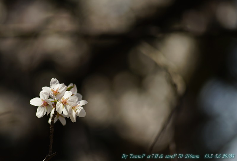 桜も咲いたんで・・・F 70-210その１_e0348797_12252864.jpg