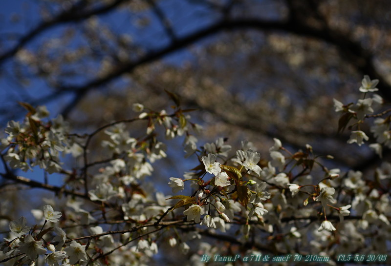 桜も咲いたんで・・・F 70-210その１_e0348797_12254619.jpg