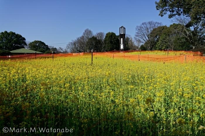 熊本市動植物園の菜の花畑_e0135098_08172692.jpg