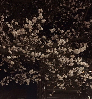 夜桜_c0039501_09244418.jpeg