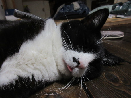 おむすび・雉鳩・ねこの舌_a0203003_20345892.jpg