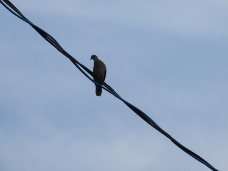 おむすび・雉鳩・ねこの舌_a0203003_20355158.jpg
