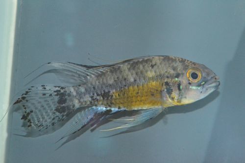 Apカカトイデス(カレイロ)_e0195203_10521389.jpg