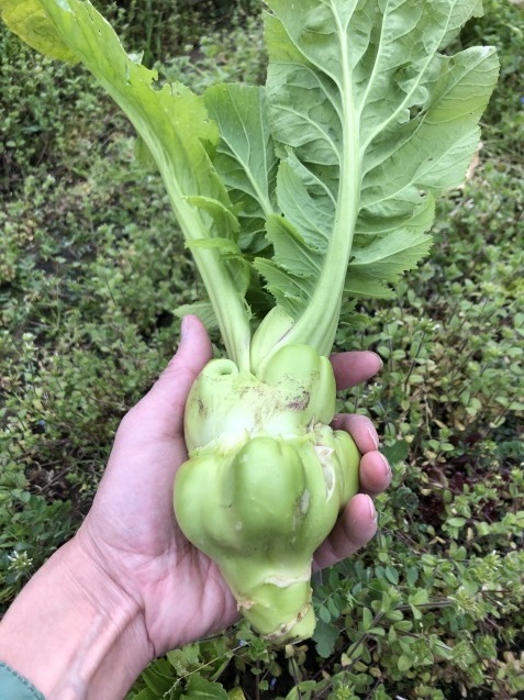 お宝野菜が収穫できました～_c0369304_19192347.jpg