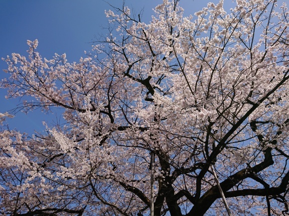 3/21 大光寺 江戸彼岸桜@八王子市_b0042308_14345653.jpg