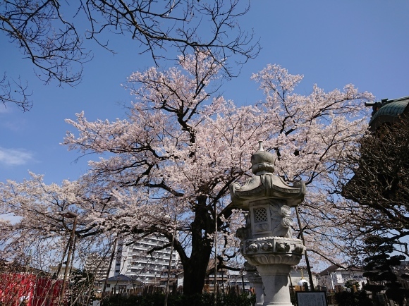 3/21 大光寺 江戸彼岸桜@八王子市_b0042308_14434974.jpg