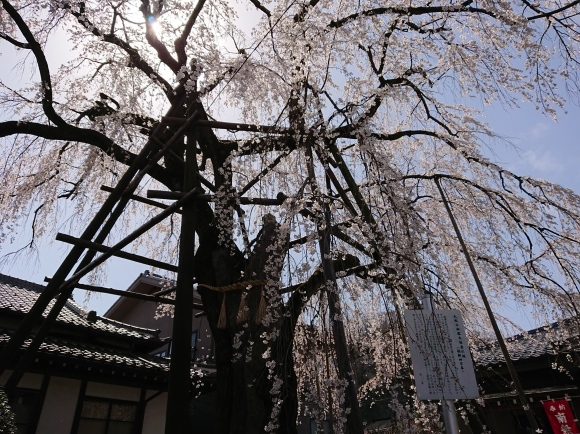 3/21 大光寺 江戸彼岸桜@八王子市_b0042308_14435046.jpg