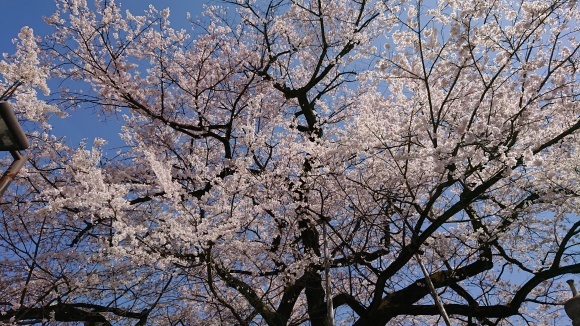 3/21 大光寺 江戸彼岸桜@八王子市_b0042308_14443029.jpg