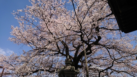 3/21 大光寺 江戸彼岸桜@八王子市_b0042308_14443199.jpg