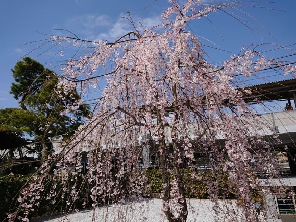 3/21 大光寺 江戸彼岸桜@八王子市_b0042308_14452902.jpg