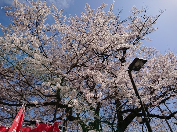 3/21 大光寺 江戸彼岸桜@八王子市_b0042308_14454629.jpg