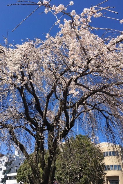 春の光景_b0377610_17061903.jpg