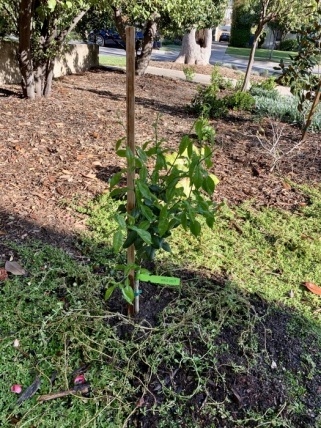柚子を植えました ローズ家の台所