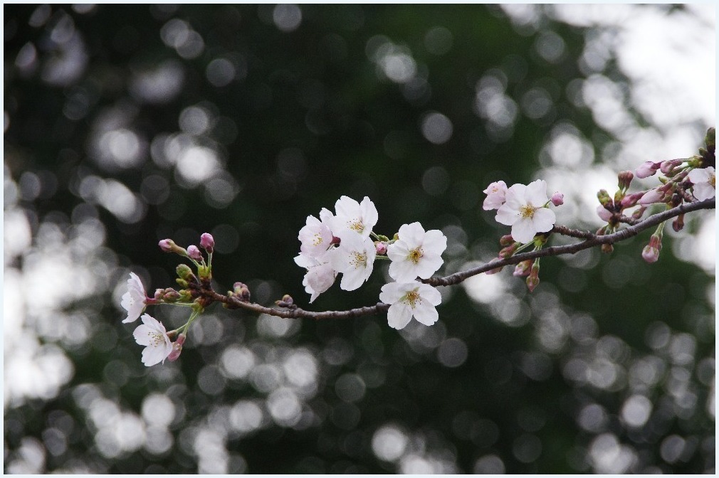 桜咲く日に_c0352813_20191358.jpg