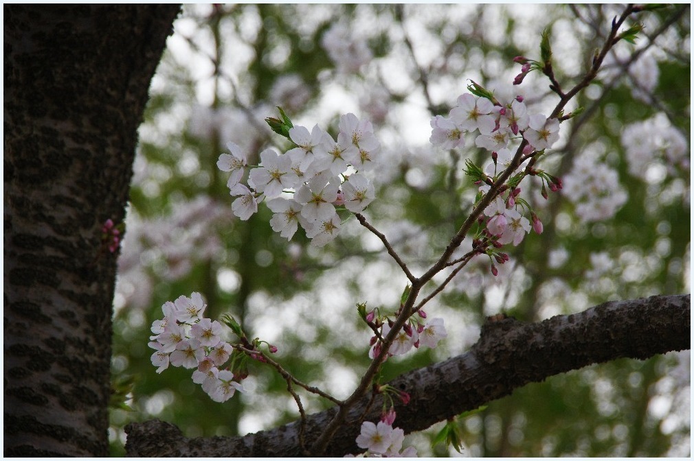 桜咲く日に_c0352813_20250160.jpg