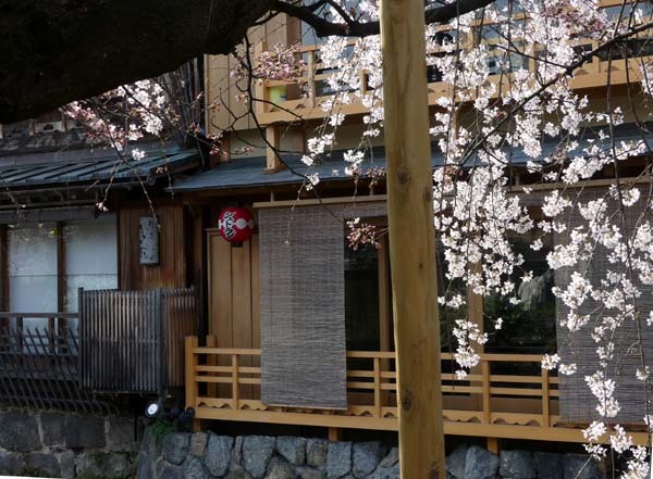 しだれ桜が咲いていた　祇園新橋_e0048413_21333466.jpg