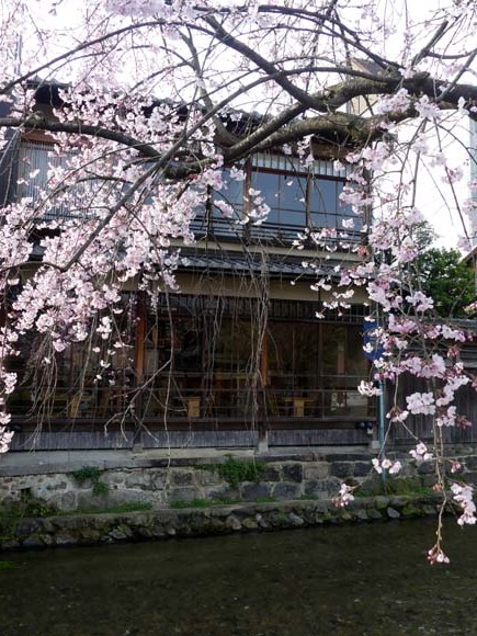 しだれ桜が咲いていた　祇園新橋_e0048413_21334097.jpg
