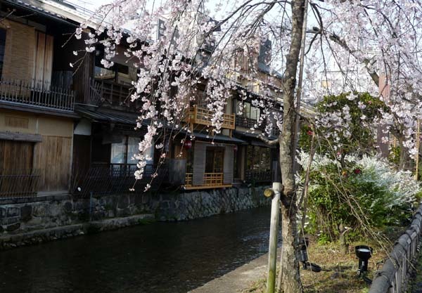 しだれ桜が咲いていた　祇園新橋_e0048413_21334429.jpg