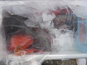 根魚狙い_f0031613_20060403.jpg