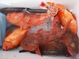 根魚狙い_f0031613_20060631.jpg