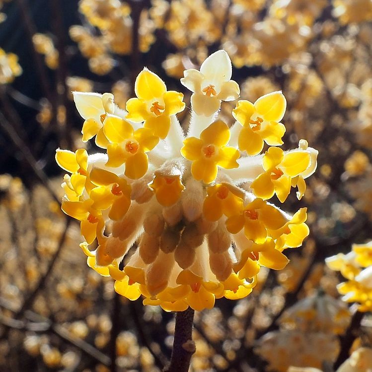 ミツマタって こんなきれいな花が咲くなんて 私のデジタル写真眼